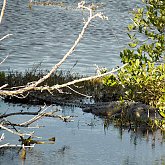 alligator